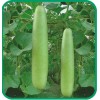 Sunshine Master Calabash Bottle Gourd Seeds Med-Long Edible Lauki Dudhi