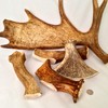 Mountain Dog Chews - Monster Moose Antler Dog Chew -