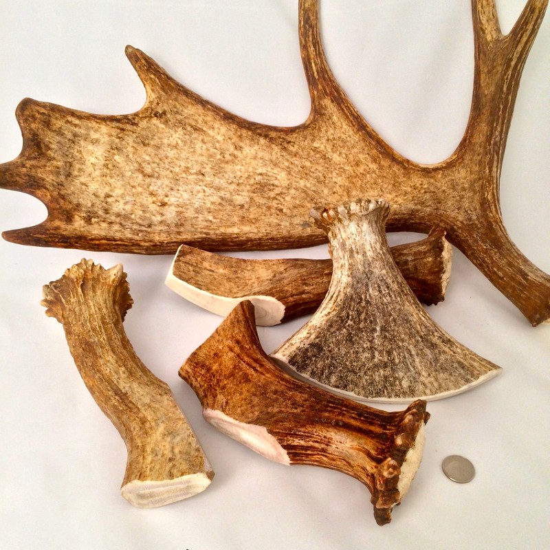 Mountain Dog Chews - Monster Moose Antler Dog Chew -