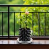 RooTrimmer 1 Gallon Air Pruning Containers, New Plastic Nursery Pots,