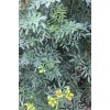 Rue Common Rue Plant 6” With Pot Ruta graveolens Herb