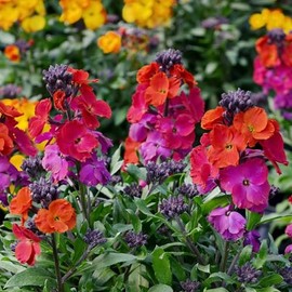 WallFlower Seeds - Passion Mix - Packet - Purple/Red/Orange Flower Seeds, Attracts Bees, Attracts Butterflies, Attracts Hummingbirds, Attracts Pollinators, Fragrant, Container Garden