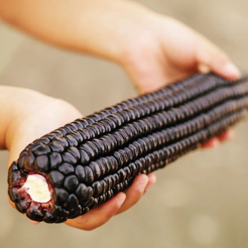 Thai Purple Waxy Glutinous Corn Seeds