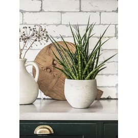 Snake Plant, Live Indoor Houseplant, Yellow-Edged Sansevieria in Grow Pot (Small/Ceramic Pot)