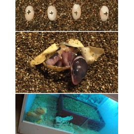 15QT Organic Vermiculite Granules for Plants and Gardening