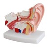 MKDental Human Ear Joint Simulation Model Medical Anatomy PVC Plastic