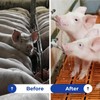 Pig Waterer System with 8 Pig Water Nipples, Automatic Pig