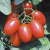 Juliet Tomato Seeds - Rare Hybrid of Plum and Roma