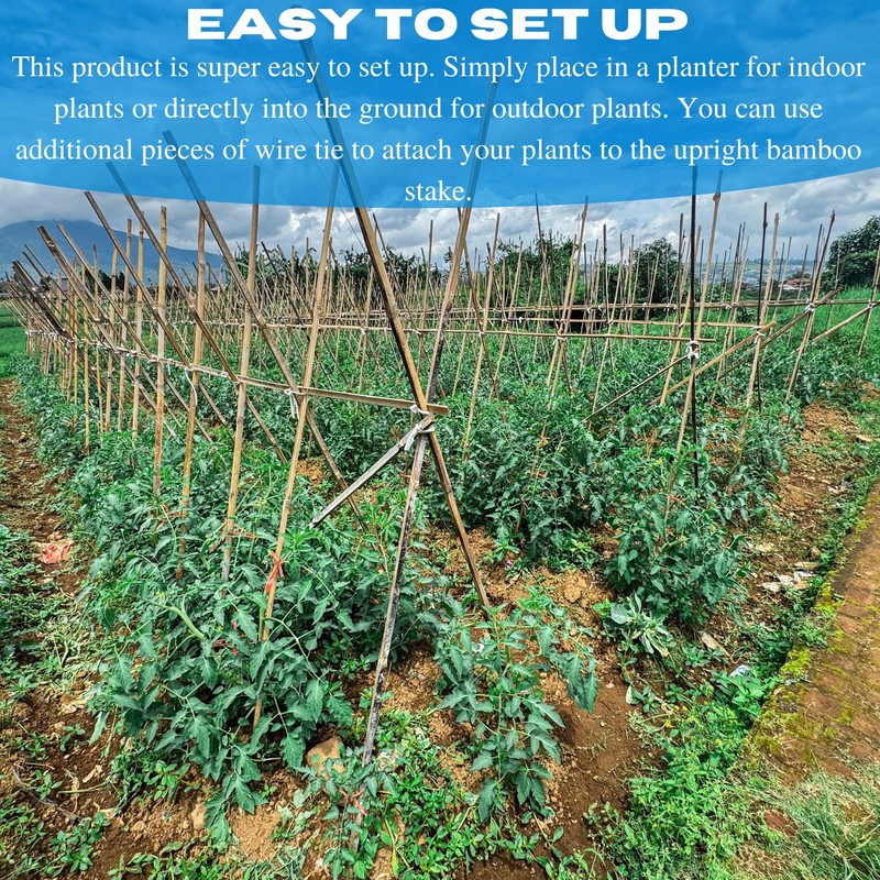 VBS - Bamboo Garden Stakes - Bambo Sticks, Bamboo Plant