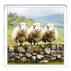 Sheep Coaster Set. 4 different Sheep Pictures on 10cm x