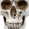 Objectz Skull Decoration, Skeleton Skull Decoration - Can also be