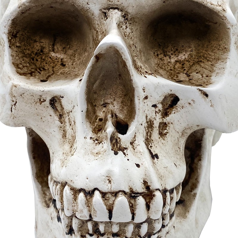 Objectz Skull Decoration, Skeleton Skull Decoration - Can also be