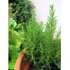 Rosemary (Rosmarinus Officinalis) Organic – Approx. 50 Seeds