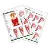 Swallowing anatomy education (A4 laminated chart)