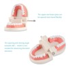 Tooth Model, Dental Care Model, Demonstration Tooth Model, Adult Simulation