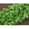 Unbranded 100+Cilantro/C