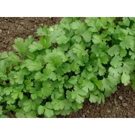 Unbranded 100+Cilantro/C