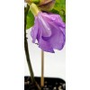 Snail Vine live plant in 2 inch pot ~ Vigna