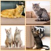 Newwiee 2 Pcs Cat Scratch Furniture Protector Mat Sofa Couch