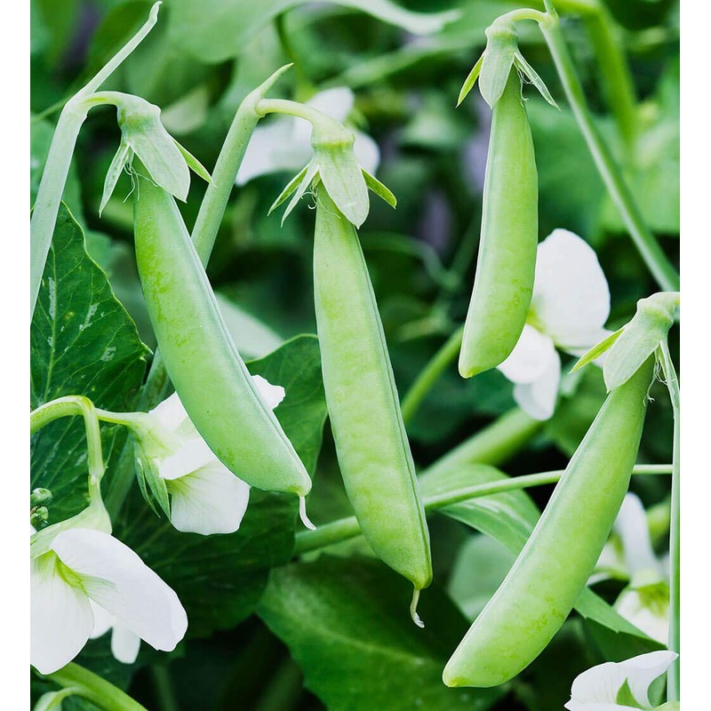 Organic Green Split Peas- Fiber & Protein rich, Raw, Non-GMO,