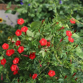 Cardinal Climber Seeds - Packet - Red Flower Seeds, Heirloom Seed, Open Pollinated Seed Attracts Bees, Attracts Butterflies, Attracts Hummingbirds, Attracts Pollinators, Easy to Grow & Maintain