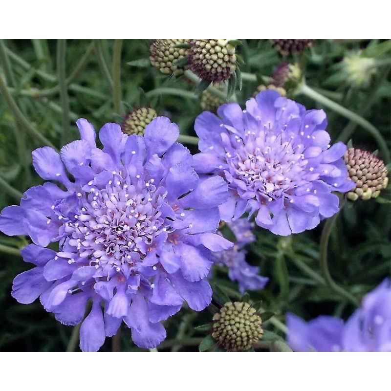 Freshseed Pincushion Flower Scabiosa Mix of colors 100 + fresh