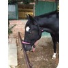 Knot Halter with Rope for Horses - Padded Nose and