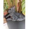Vivid Arts Plant-Pals (Blue French Bulldog with Puppies)