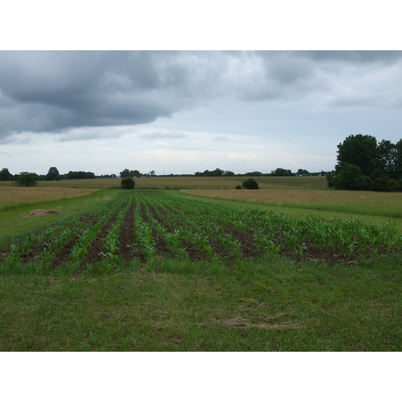 Reid's Yellow Dent Field Corn Open Pollinated Not GMO 100