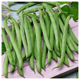 Everwilde Farms - 1/4 Lb Tenderette Green Bean Seeds - Gold Vault