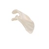 Life-Size Shoulder Blade Model - Shoulder Blade Model - 3B