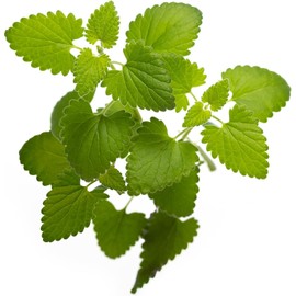 DesertUSA Catnip Seeds for Planting, 13200+ Herb Seeds, Indoor or Outdoor Growing, Heirloom, Non-GMO, Cats Love Catnip Leaves. (Catnip Seeds, 9000mg)