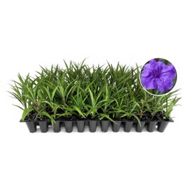 Katie's Dwarf Mexican Petunia Purple | 10 Live Plants | Ruellia brittoniana | Compact Flowering Perennial | Low Growing Pollinator Favorite for Walkways Borders Containers Landscaping