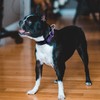 Hikiko Martingale Collar for Dogs Reflective Nylon Dog Collar with
