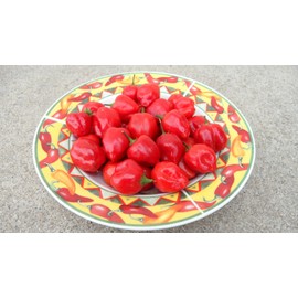 Malawi Piquante Pepper 10+ Seeds