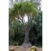 Beaucarnea Recurvata 'Ponytail Palm' - 20 Seeds - Unique Indoor/Outdoor
