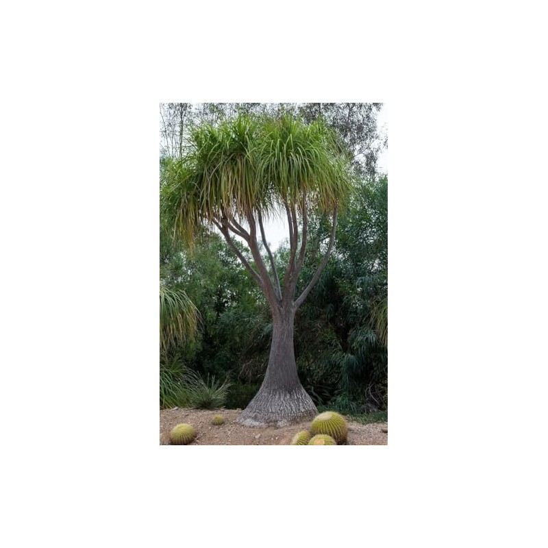 Beaucarnea Recurvata 'Ponytail Palm' - 20 Seeds - Unique Indoor/Outdoor
