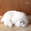 Ninia and Kino Perfect Pet Maltese, Size S, Approx. 8.7