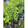 Roots Rose Of Sharon Hibiscus Organic Live Plant w/ Roots