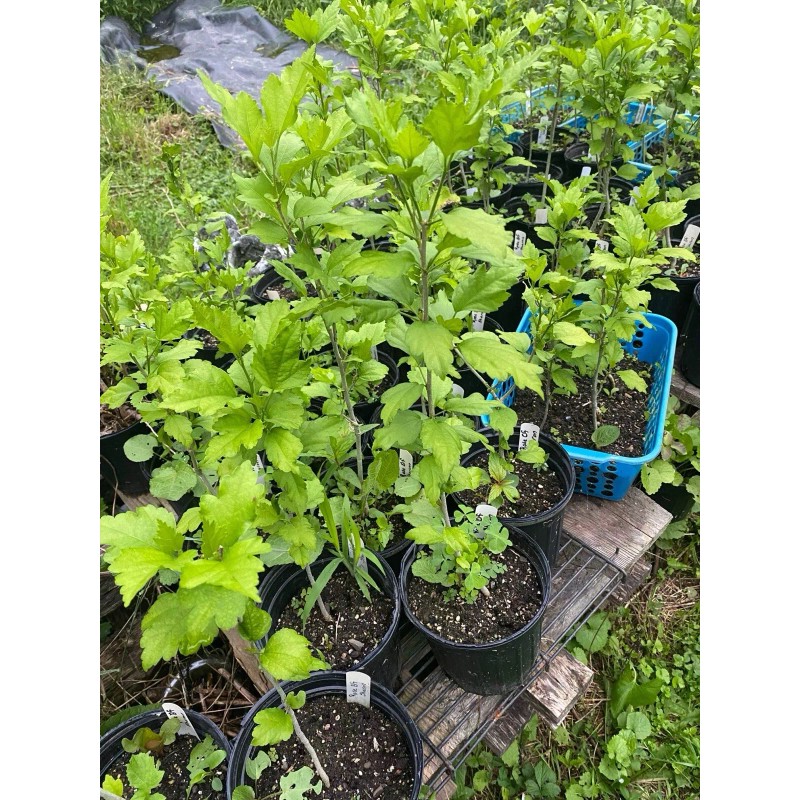 Roots Rose Of Sharon Hibiscus Organic Live Plant w/ Roots