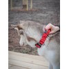 BullyBillows 4cm Combat® Dog Collar v2.0 | Heavy-Duty Design with