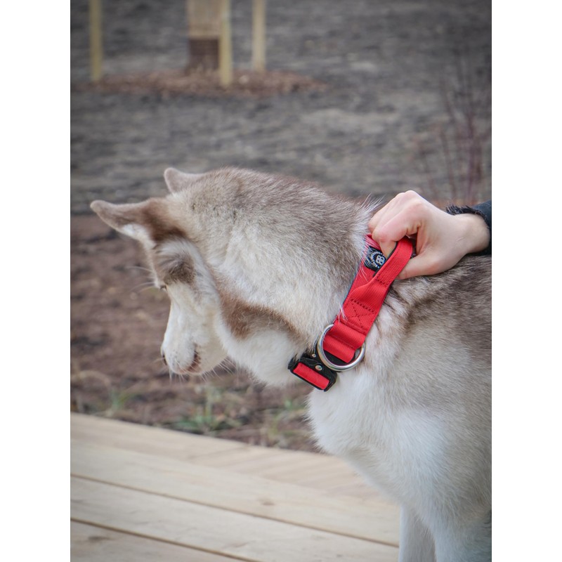 BullyBillows 4cm Combat® Dog Collar v2.0 | Heavy-Duty Design with