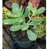 Jade Plant - Crassula Ovuta - Easy to Grow
