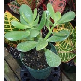 Jade Plant - Crassula Ovuta - Easy to Grow