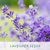 Bee Friendly Flower Luxury Grow Kit, The Plant Gift Co.