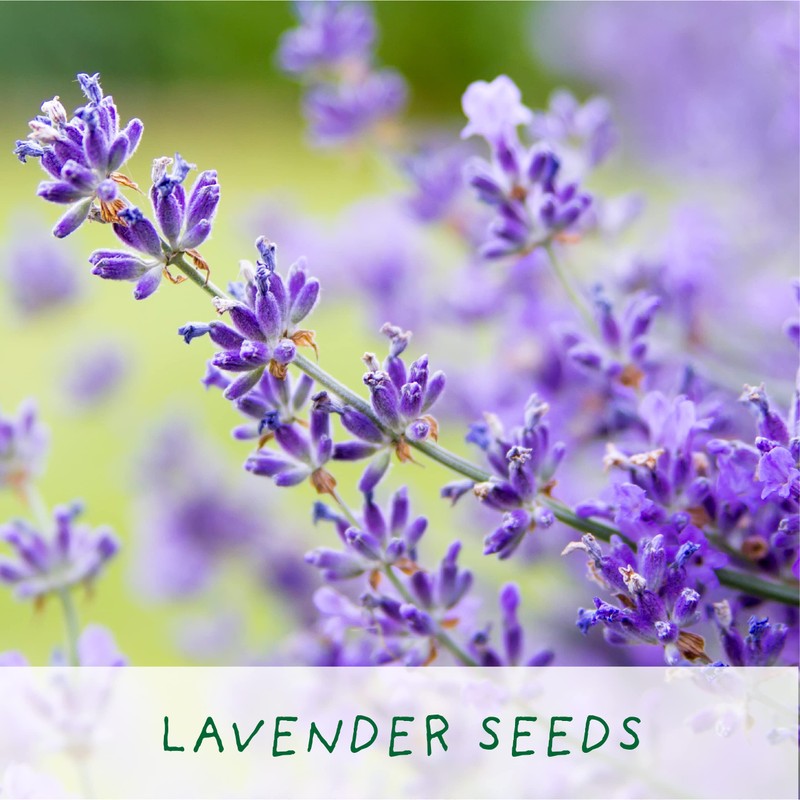 Bee Friendly Flower Luxury Grow Kit, The Plant Gift Co.