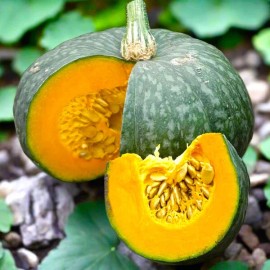 Sunshine Seeds Japanese Delica Kabocha Squash Seeds (20) / ORGANIC / FLORIDA GROWN / RARE