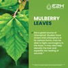 E2H Chlorophyll Liquid Drops - Energy Booster, Digestion, Immune System