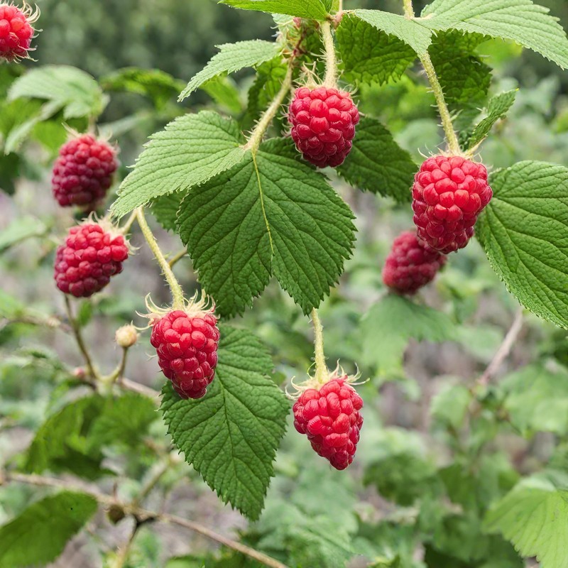 Red Raspberry Seeds for Planting 100+ Pcs Seeds Heirloom Non-GMO