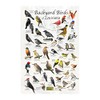 Where's Wildlife Backyard Birds of Louisiana Bird Identification Poster (20"